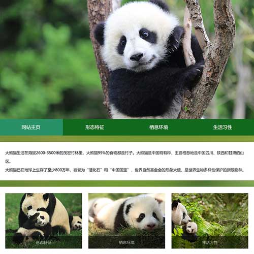 大熊猫网页设计模板 动物保护学生网页作业成品 熊猫主题静态网页